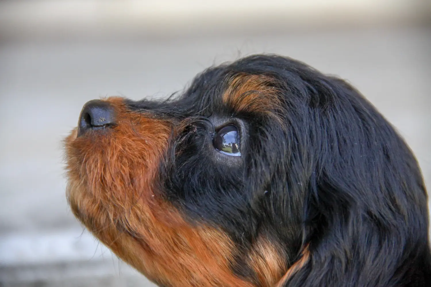 Acheter un chiot Cavoodle, c'est prendre ses responsabilités ! Acheter des chiots Cavoodle.