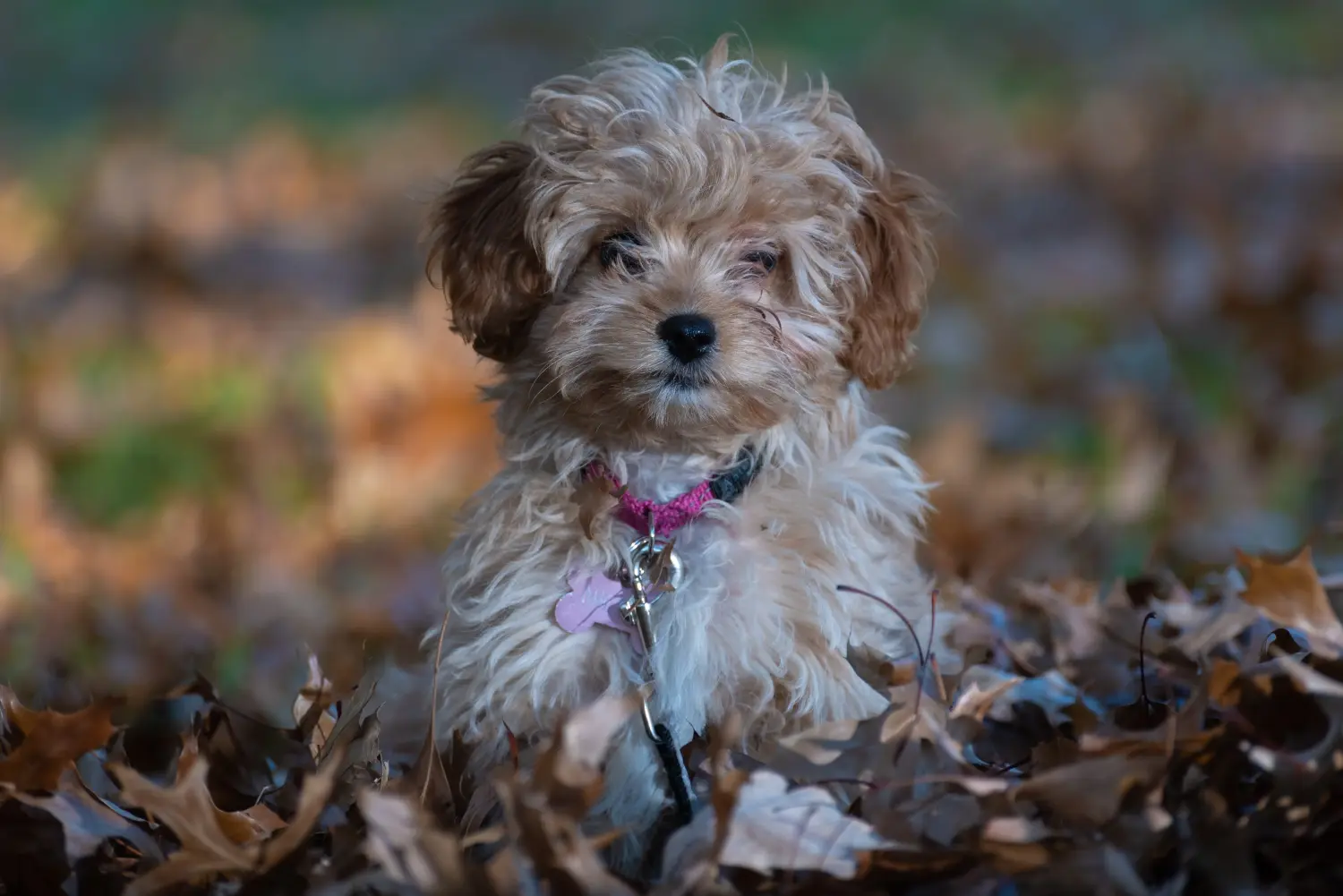 Acheter un chiot Cavoodle, c'est prendre ses responsabilités ! Acheter des chiots Cavoodle.