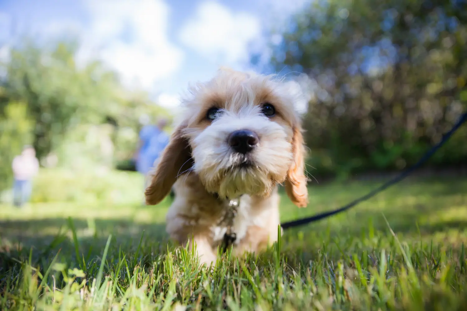 Acheter un chiot Cavoodle, c'est prendre ses responsabilités ! Acheter des chiots Cavoodle.