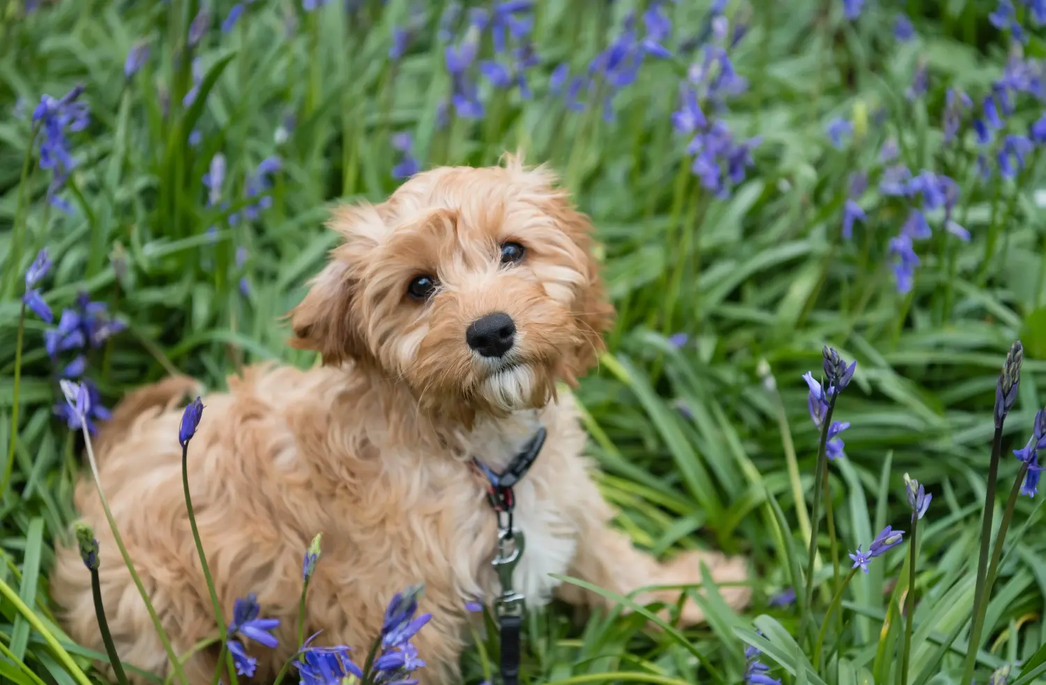 Acheter un chiot Cavoodle, c'est prendre ses responsabilités ! Acheter des chiots Cavoodle.