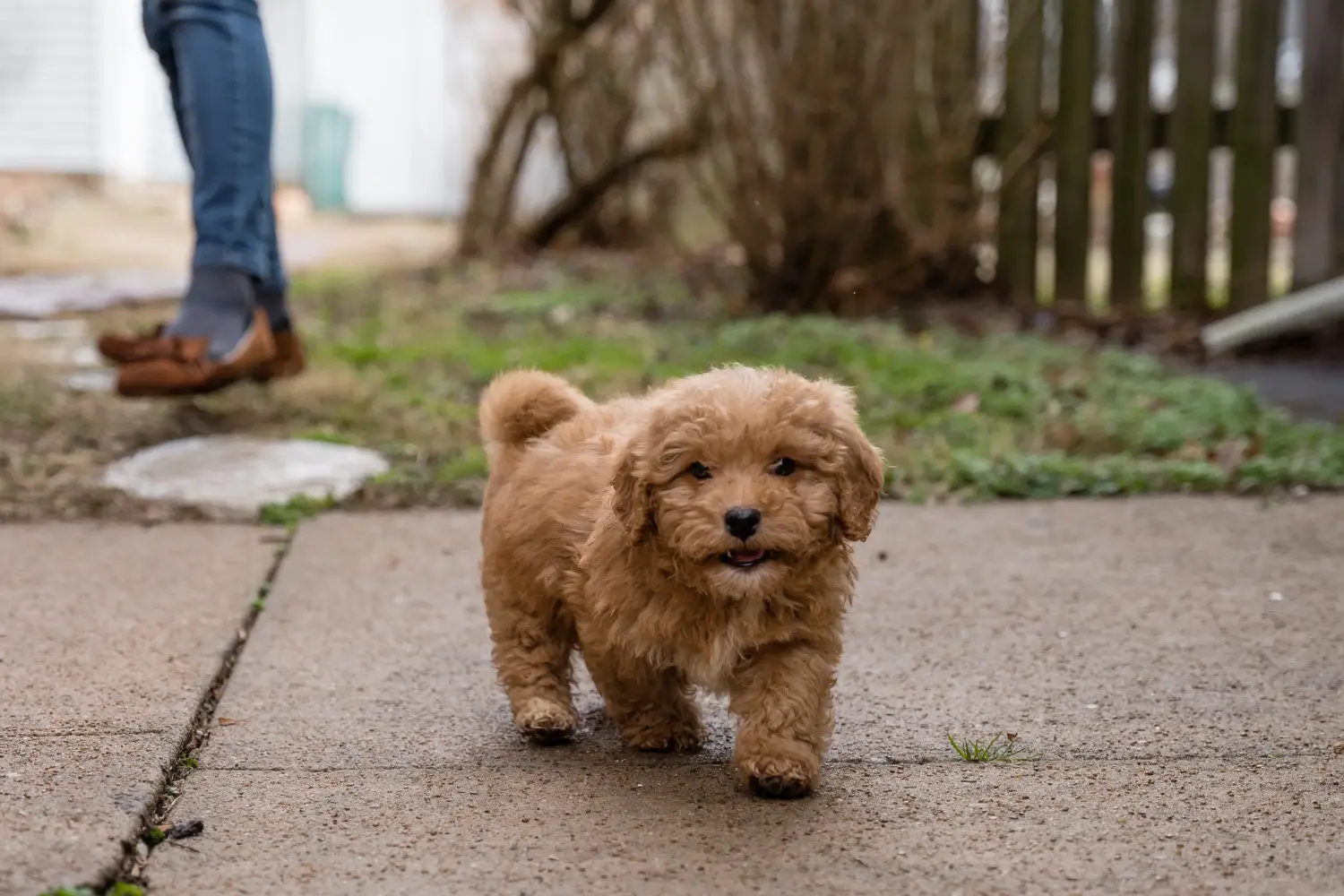 Acheter un chiot Cavoodle, c'est prendre ses responsabilités ! Acheter des chiots Cavoodle.