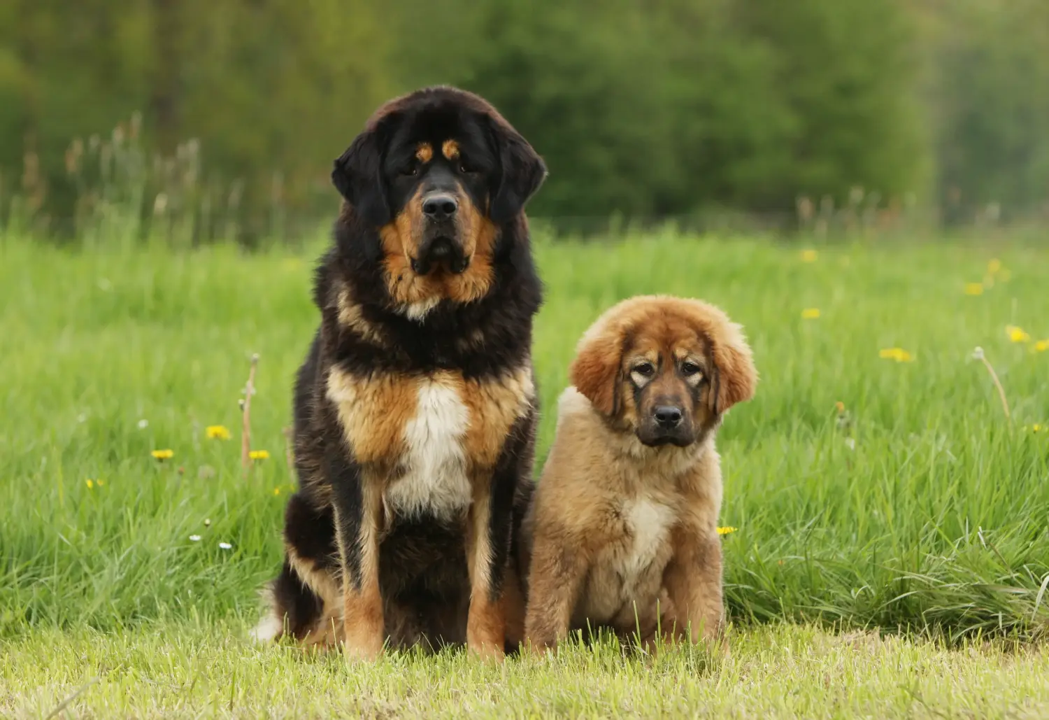 Acheter un chiot dogue du Tibet, c'est prendre ses responsabilités ! Acheter des chiots dogues du Tibet.