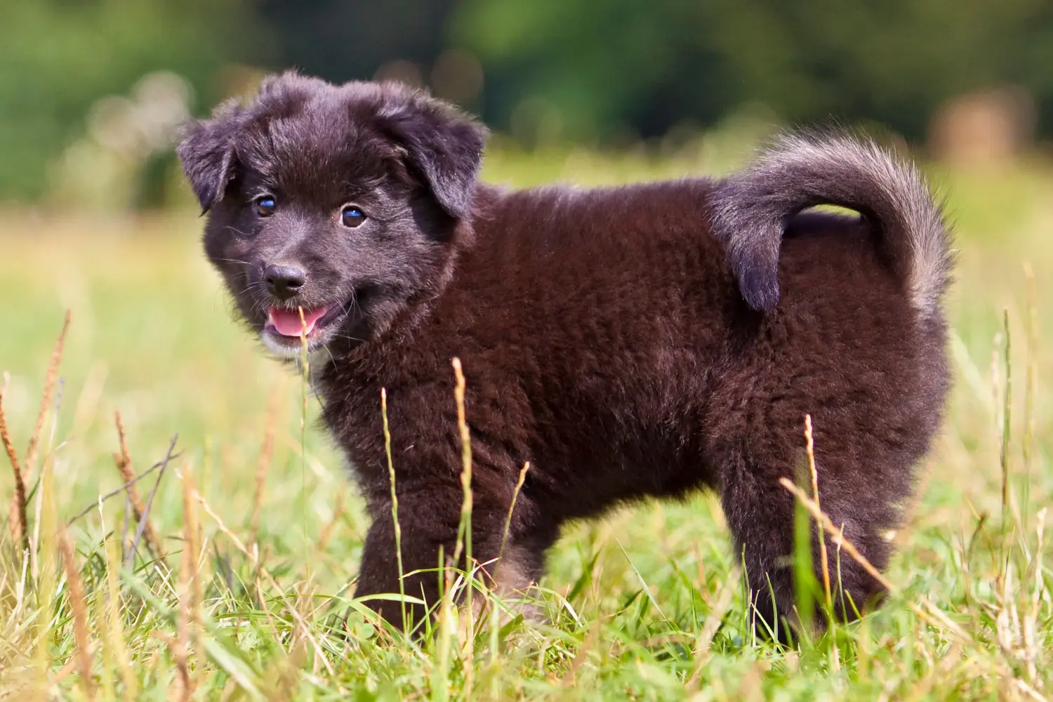 Acheter un chiot islandais, c'est prendre ses responsabilités ! Acheter un chiot chien islandais.
