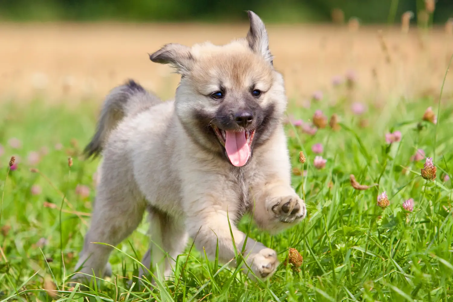 Acheter un chiot islandais, c'est prendre ses responsabilités ! Acheter un chiot chien islandais.