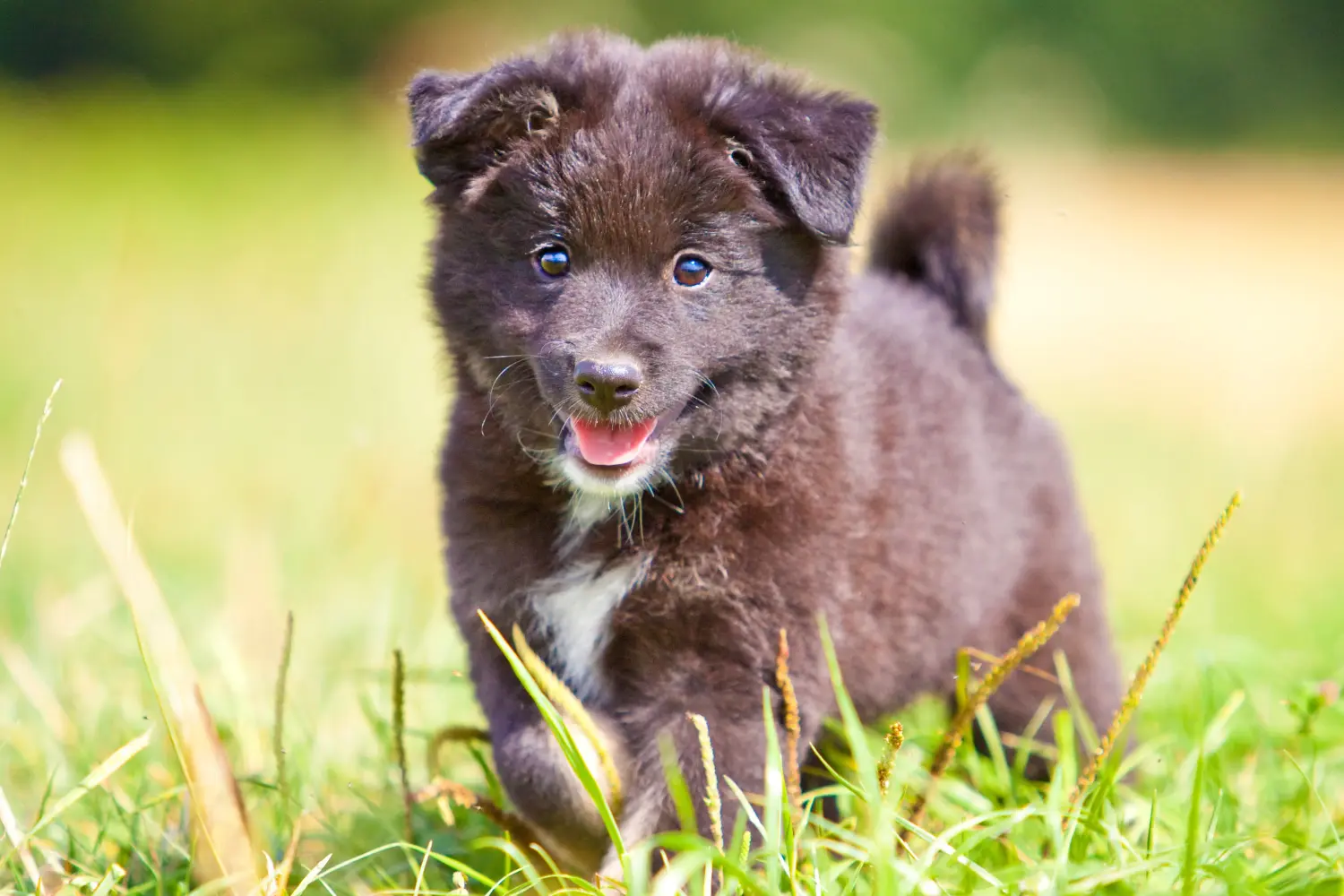 Acheter un chiot islandais, c'est prendre ses responsabilités ! Acheter un chiot chien islandais.