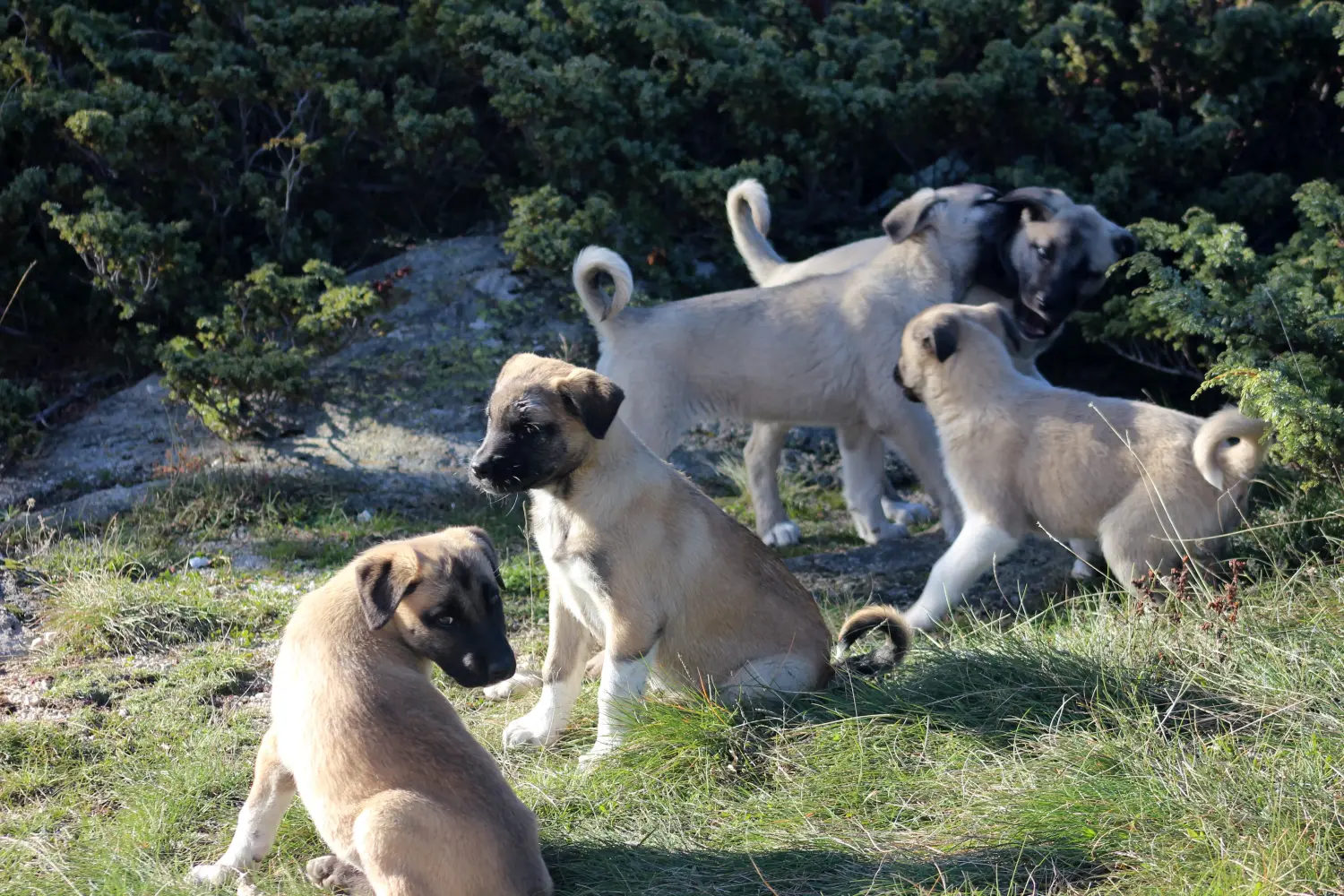 Acheter un chiot Kangal, c'est prendre ses responsabilités ! Acheter des chiots Kangal.