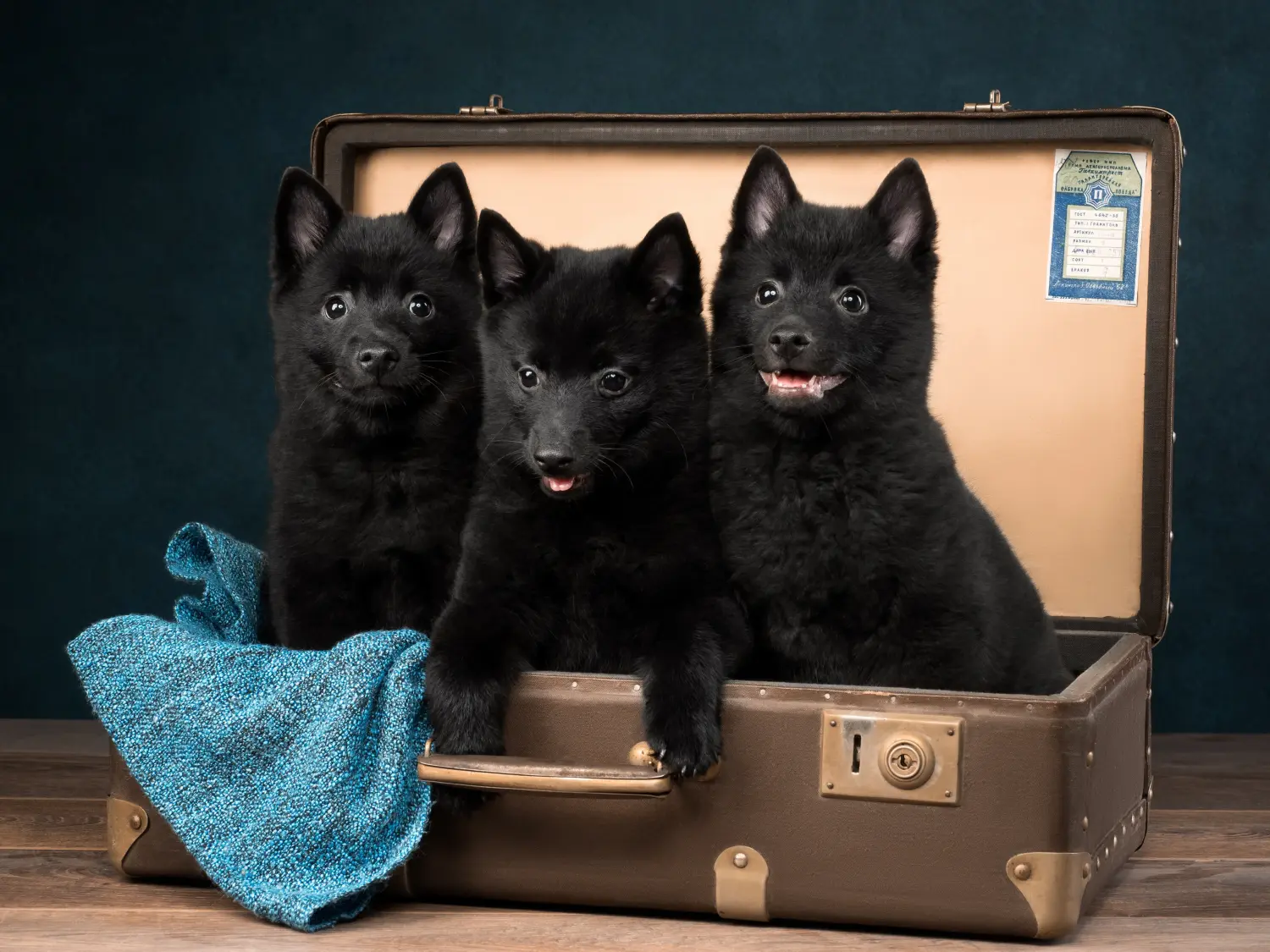 Acheter un chiot Schipperke, c'est prendre ses responsabilités ! Acheter des chiots Schipperke.