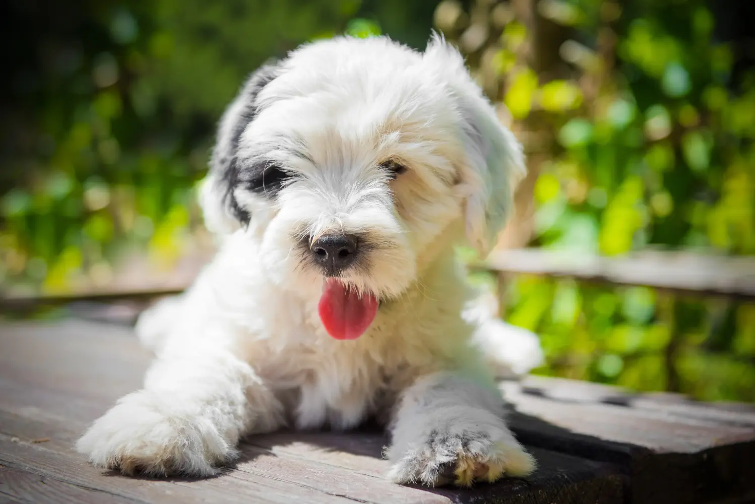 Acheter un chiot Terrier du Tibet, c'est prendre ses responsabilités ! Acheter un chiot Terrier du Tibet.