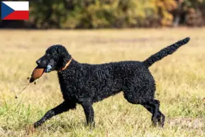 Lire la suite à propos de l’article Éleveurs de Retrievers à poil bouclé et chiots en République tchèque