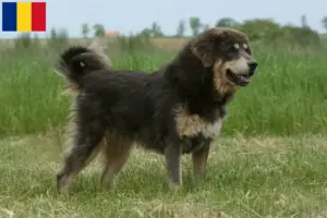 Lire la suite à propos de l’article Éleveurs de dogues du Tibet et chiots en Roumanie
