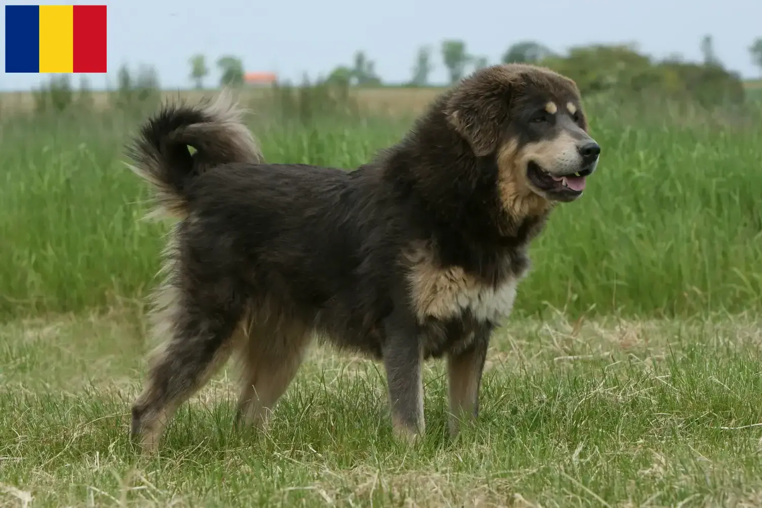 Dogue du Tibet chiots et éleveurs Roumanie Ici vous trouverez des éleveurs de dogues du Tibet en Roumanie.