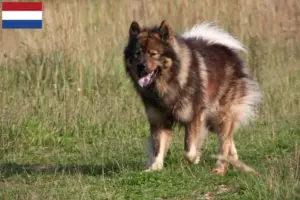Lire la suite à propos de l’article Éleveurs d’Eurasiers et chiots aux Pays-Bas