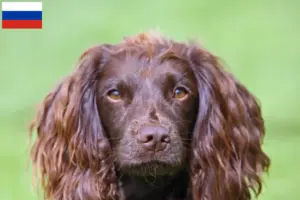 Lire la suite à propos de l’article Éleveurs de Field Spaniel et chiots en Russie