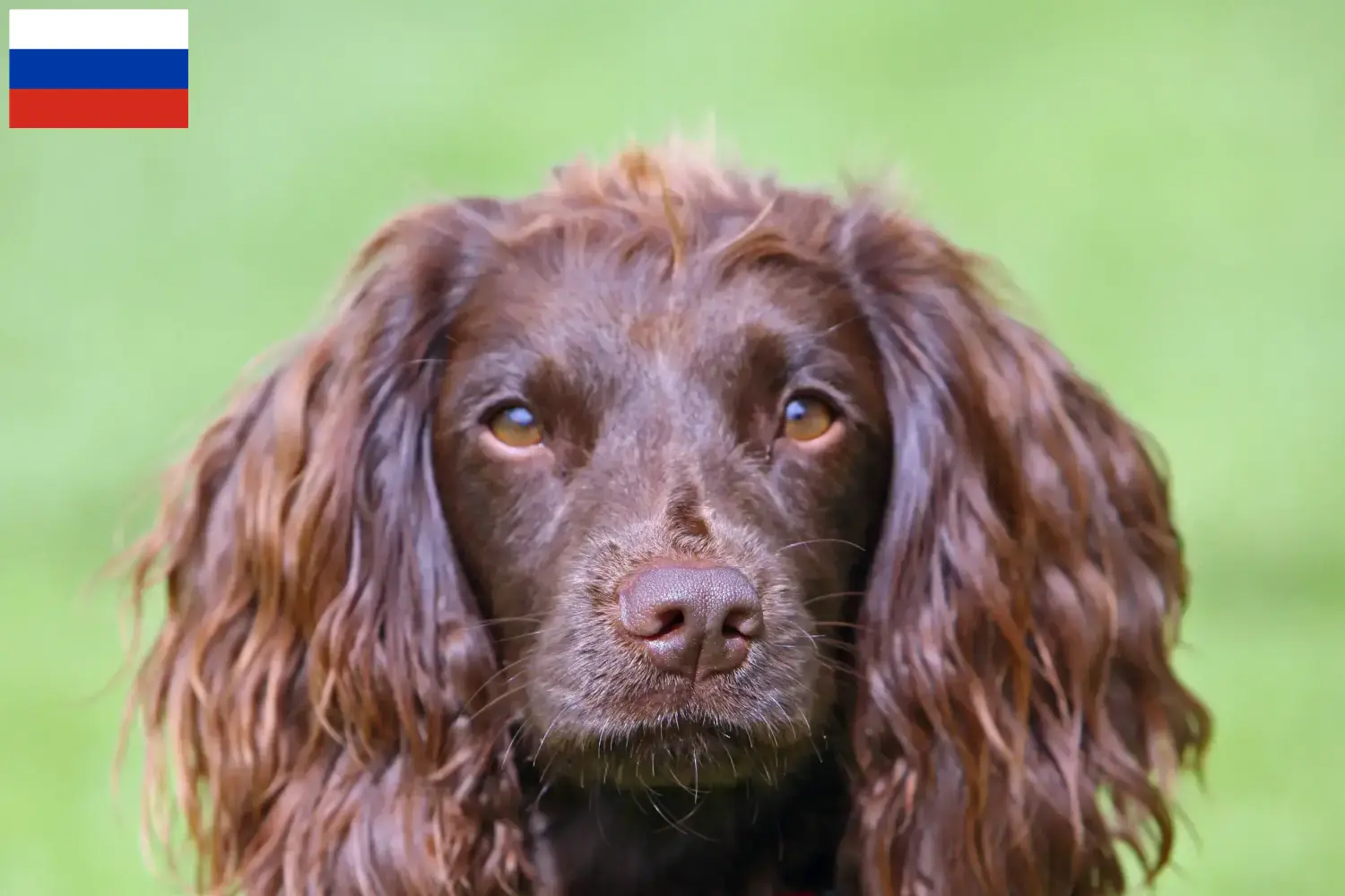 Field Spaniel chiots et éleveurs Russie Ici, tu trouveras des éleveurs de Field Spaniels en Russie.