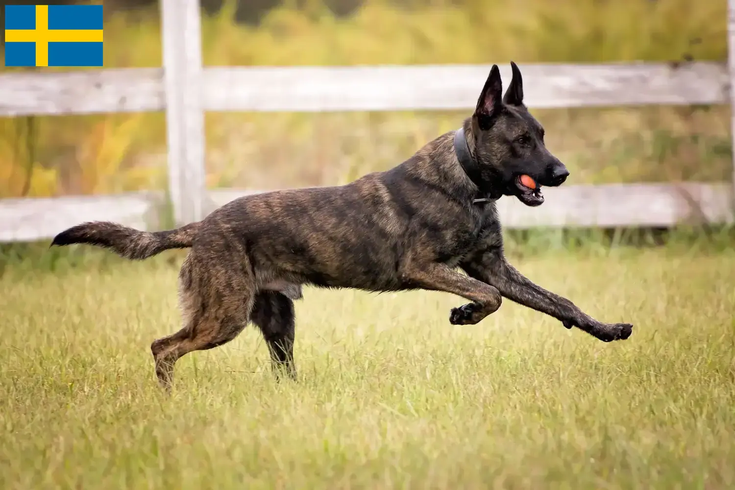 Hollandse Herdershond chiots et éleveurs Suède Ici, tu peux trouver des éleveurs de Hollandse Herdershonden en Suède.