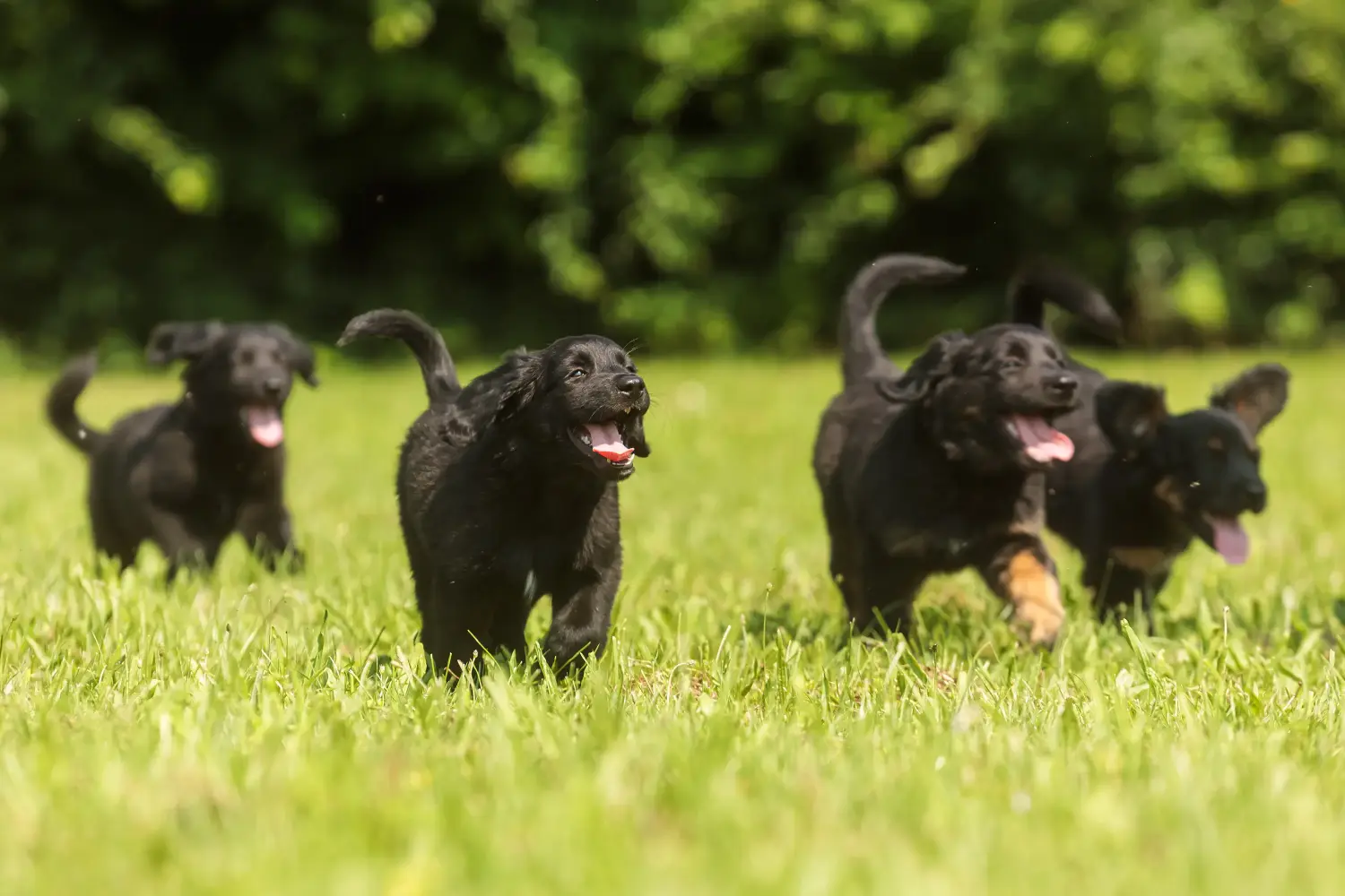 Acheter un chiot Hovawart, c'est prendre ses responsabilités ! Acheter des chiots Hovawart.