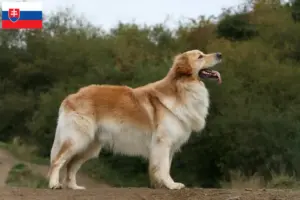 Lire la suite à propos de l’article Éleveurs de Hovawart et chiots en Slovaquie