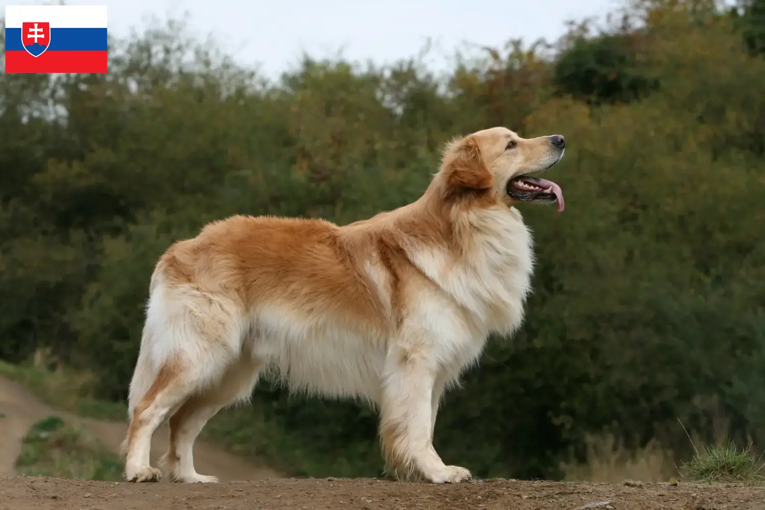 Hovawart chiots et éleveurs Slovaquie Ici, tu trouveras des éleveurs de Hovawarts en Slovaquie.