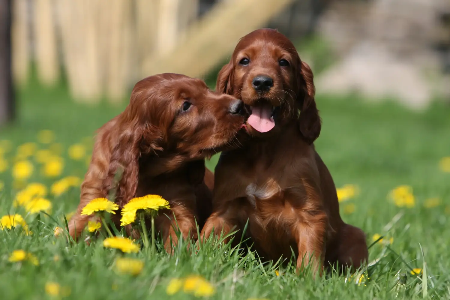 Acheter un chiot Setter Rouge Irlandais, c'est prendre des responsabilités ! Acheter des chiots setter rouge irlandais.