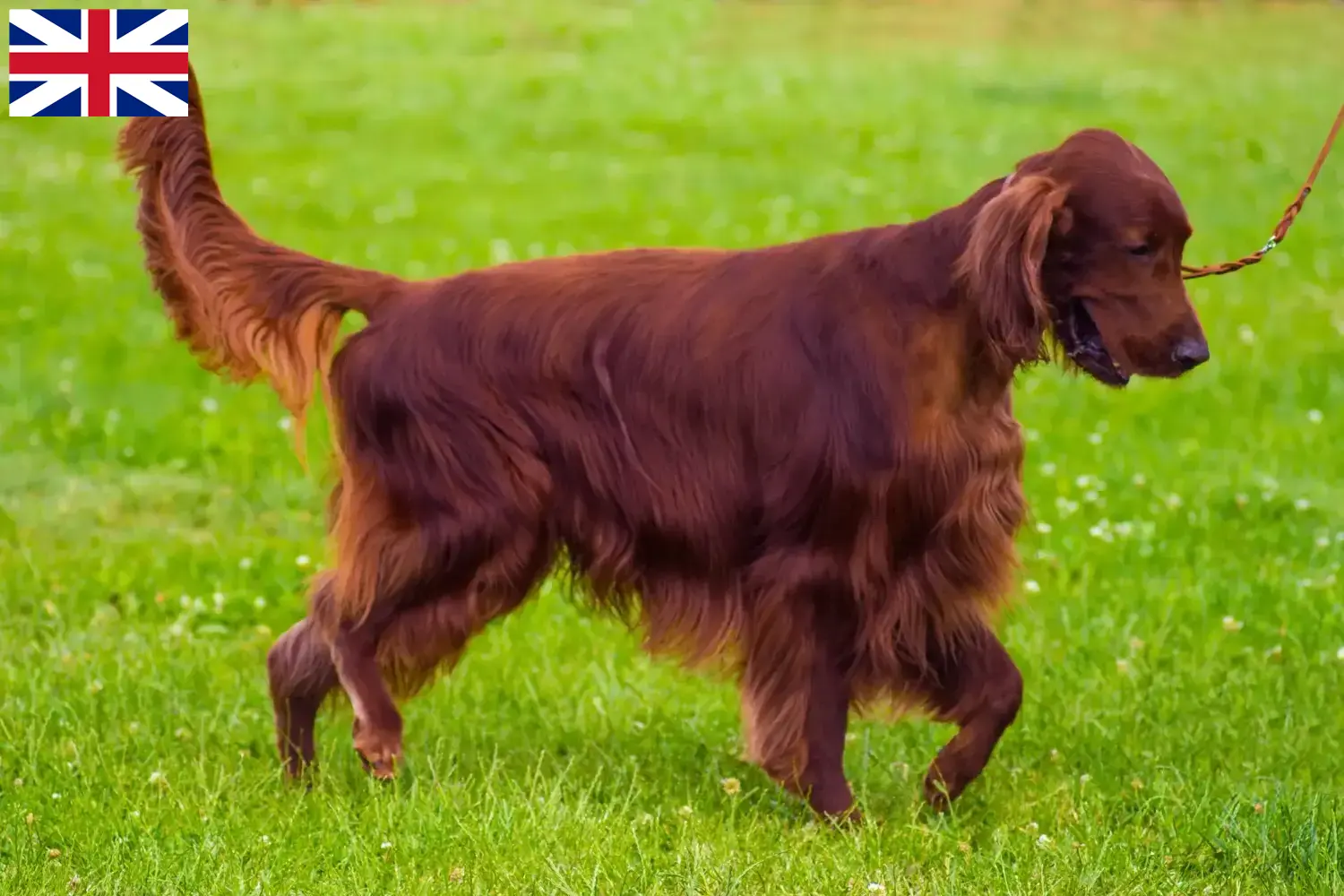 Setter rouge irlandais chiots et éleveurs Grande-Bretagne Ici, tu trouveras des éleveurs d'Irish Red Setter en Grande-Bretagne.