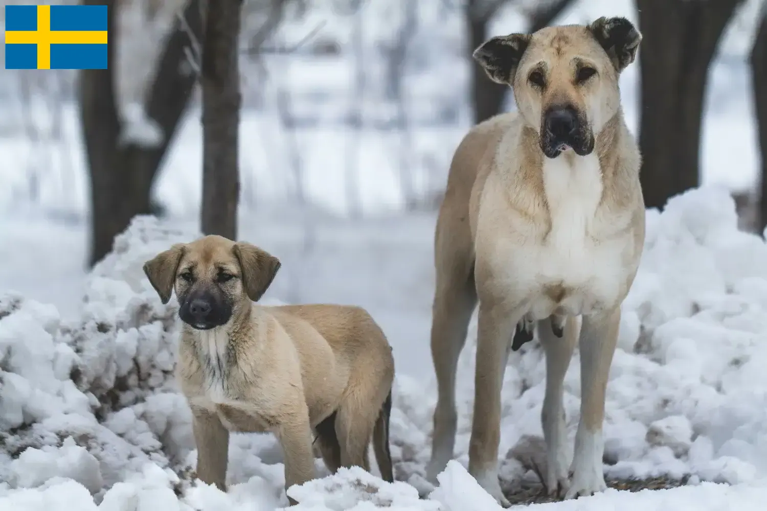 Kangal chiots et éleveurs Suède Ici, tu peux trouver des éleveurs de Kangals en Suède.
