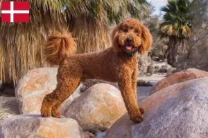 Lire la suite à propos de l’article Éleveurs de Labradoodle et chiots au Danemark