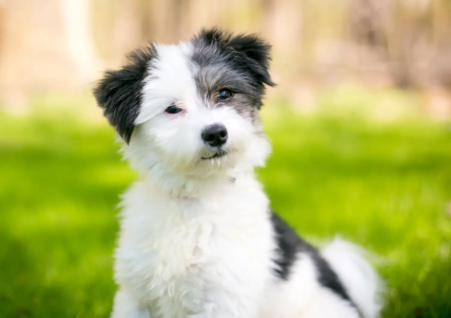 Acheter un chiot Maltipoo, c'est prendre ses responsabilités ! Acheter des chiots Maltipoo.