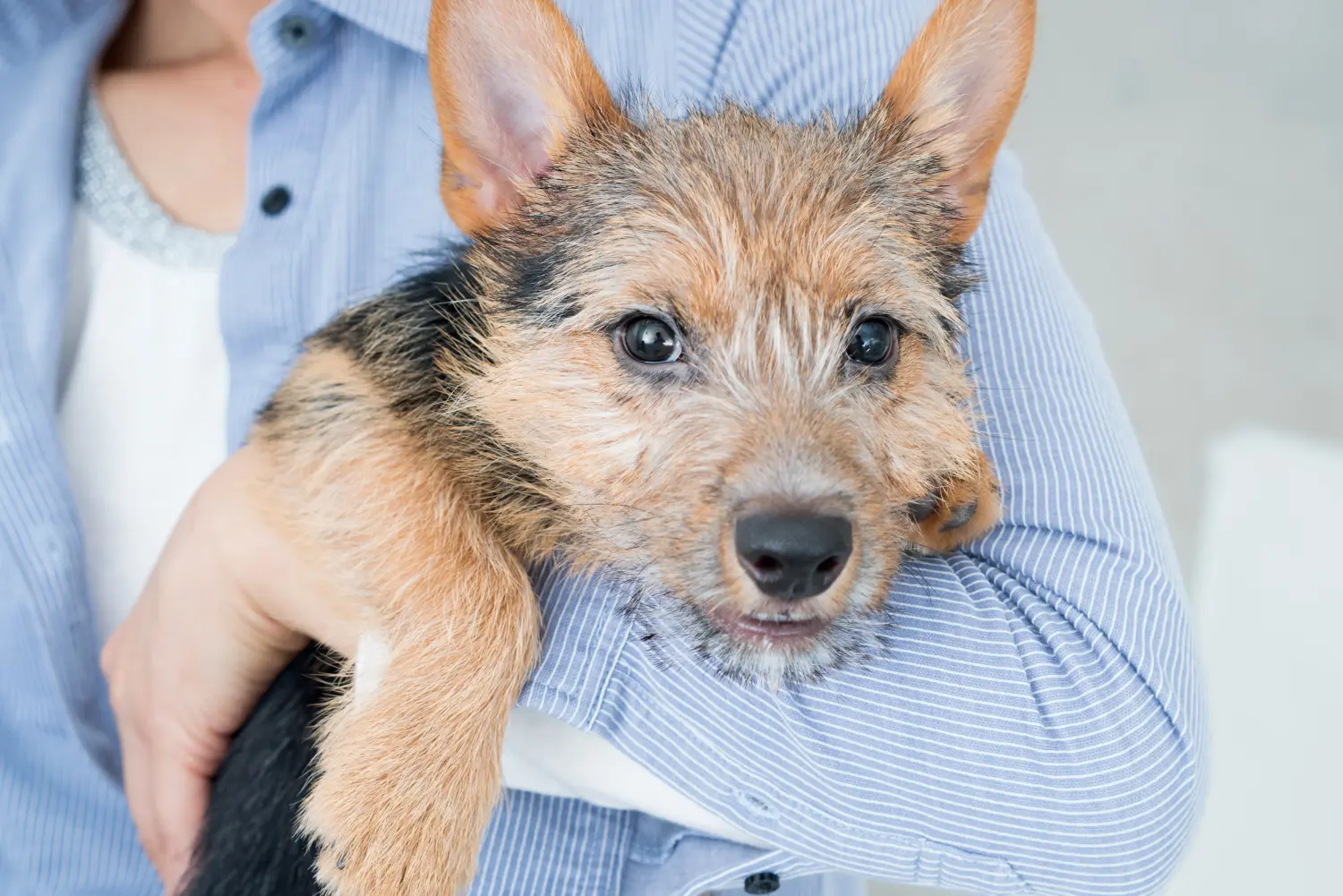 Acheter un chiot Norwich Terrier, c'est prendre ses responsabilités ! Acheter un chiot Norwich Terrier.