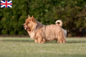Lire la suite à propos de l’article Eleveurs de Norwich Terrier et chiots en Grande-Bretagne