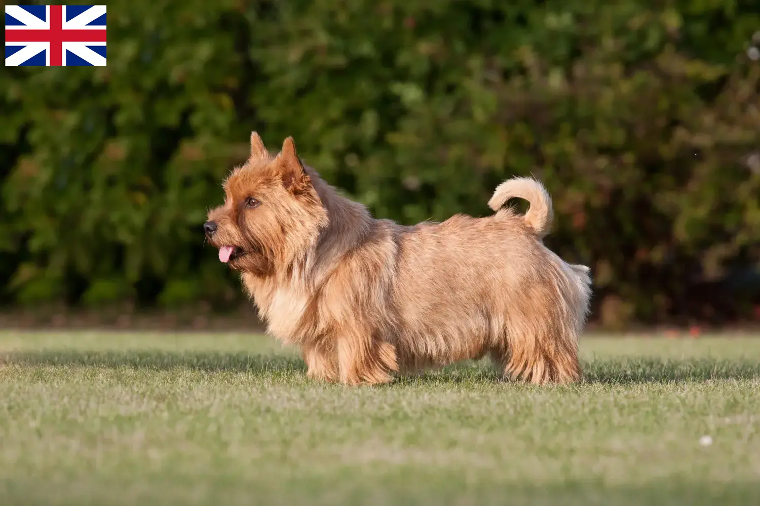 Norwich Terrier chiots et éleveurs Grande-Bretagne Ici, tu trouveras des éleveurs de Norwich Terrier en Grande-Bretagne.