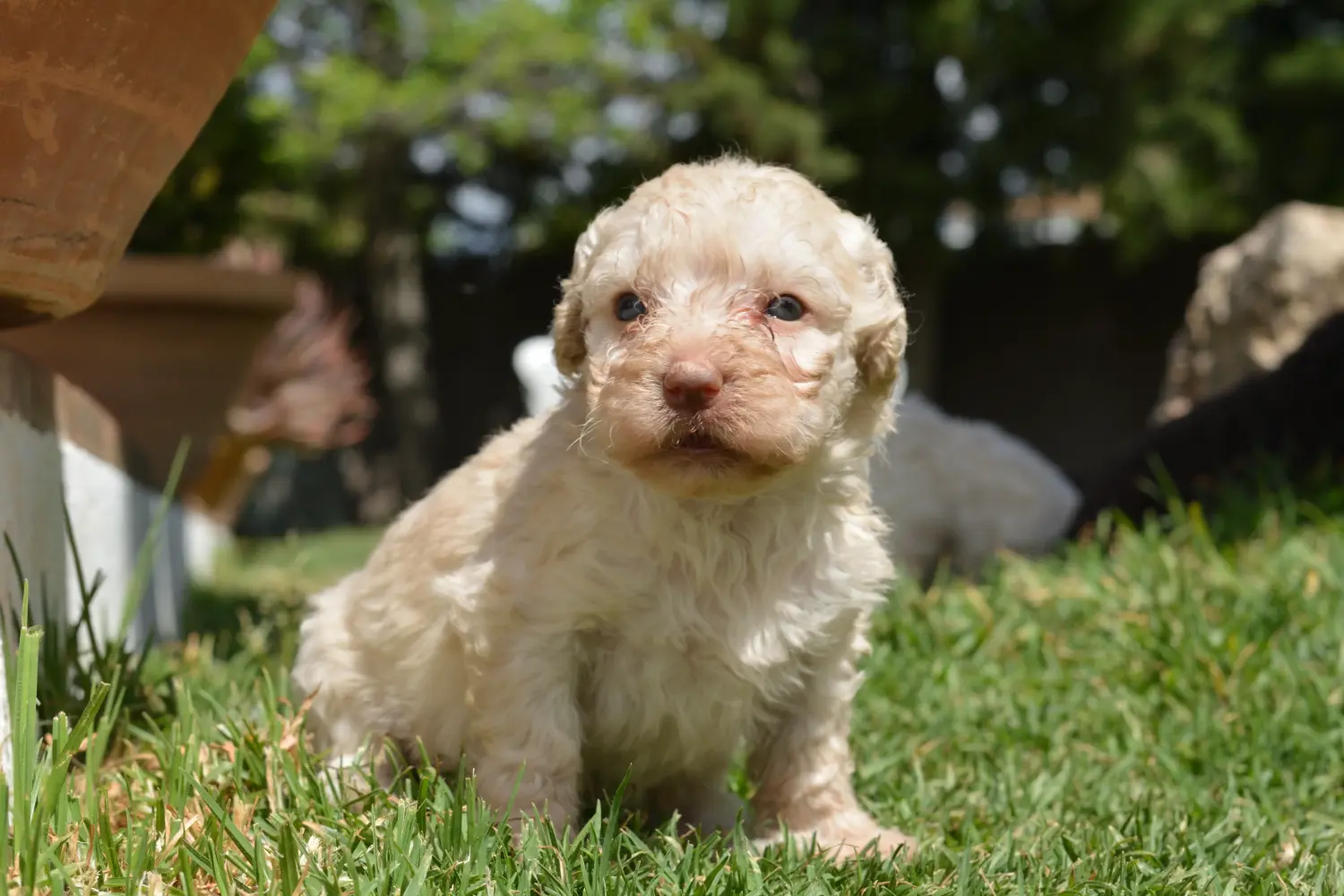 Acheter un chiot Perro de Agua Español, c'est prendre ses responsabilités ! Acheter des chiots Perro de Agua Español.