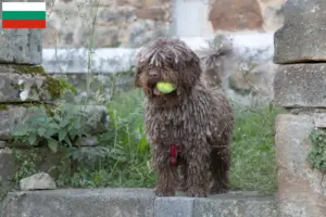 Lire la suite à propos de l’article Perro de Agua Español éleveurs et chiots en Bulgarie
