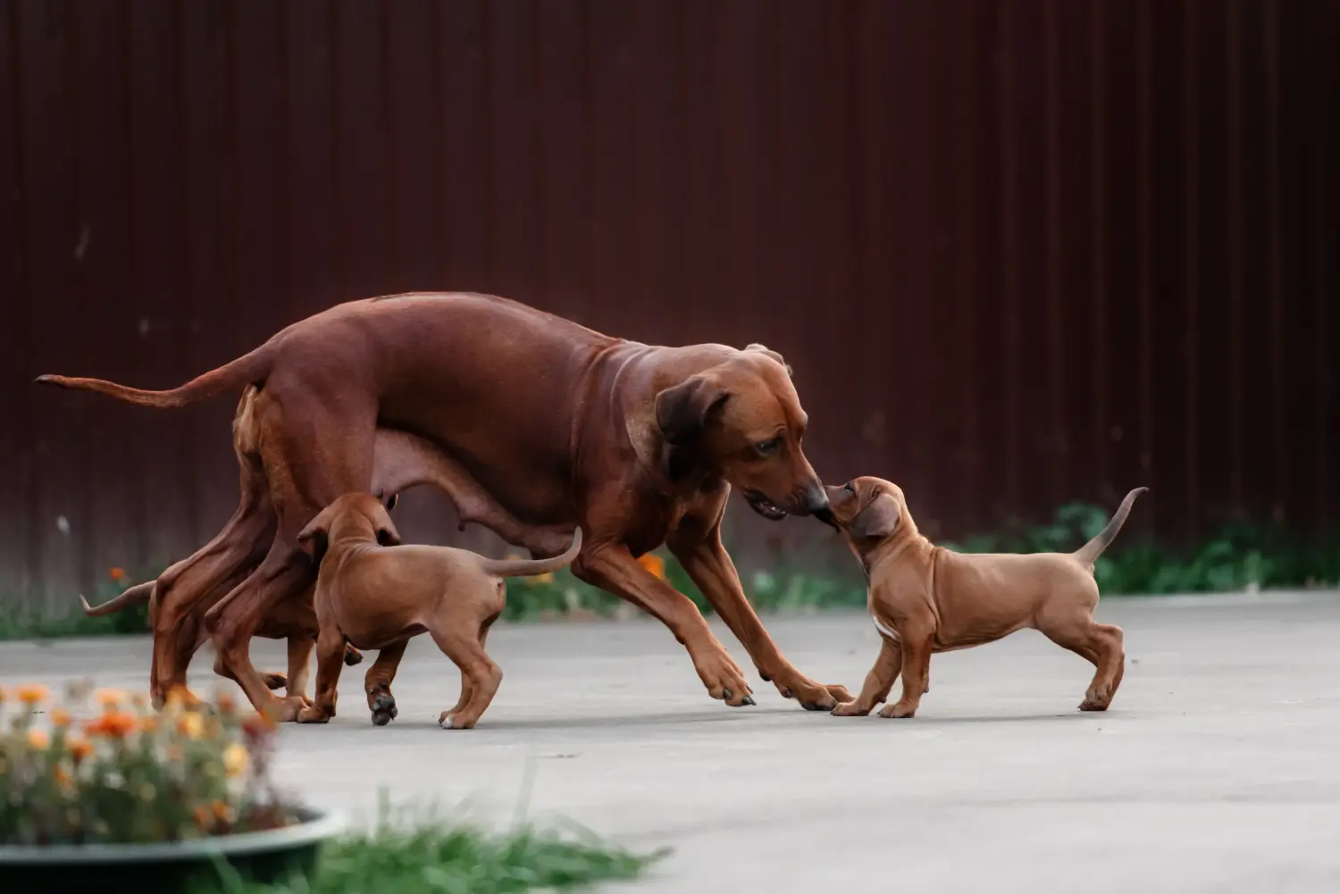 Acheter un chiot Rhodesian Ridgeback, c'est prendre ses responsabilités ! Acheter des chiots Rhodesian Ridgeback.
