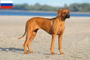 Lire la suite à propos de l’article Éleveurs de Rhodesian Ridgeback et chiots en Russie