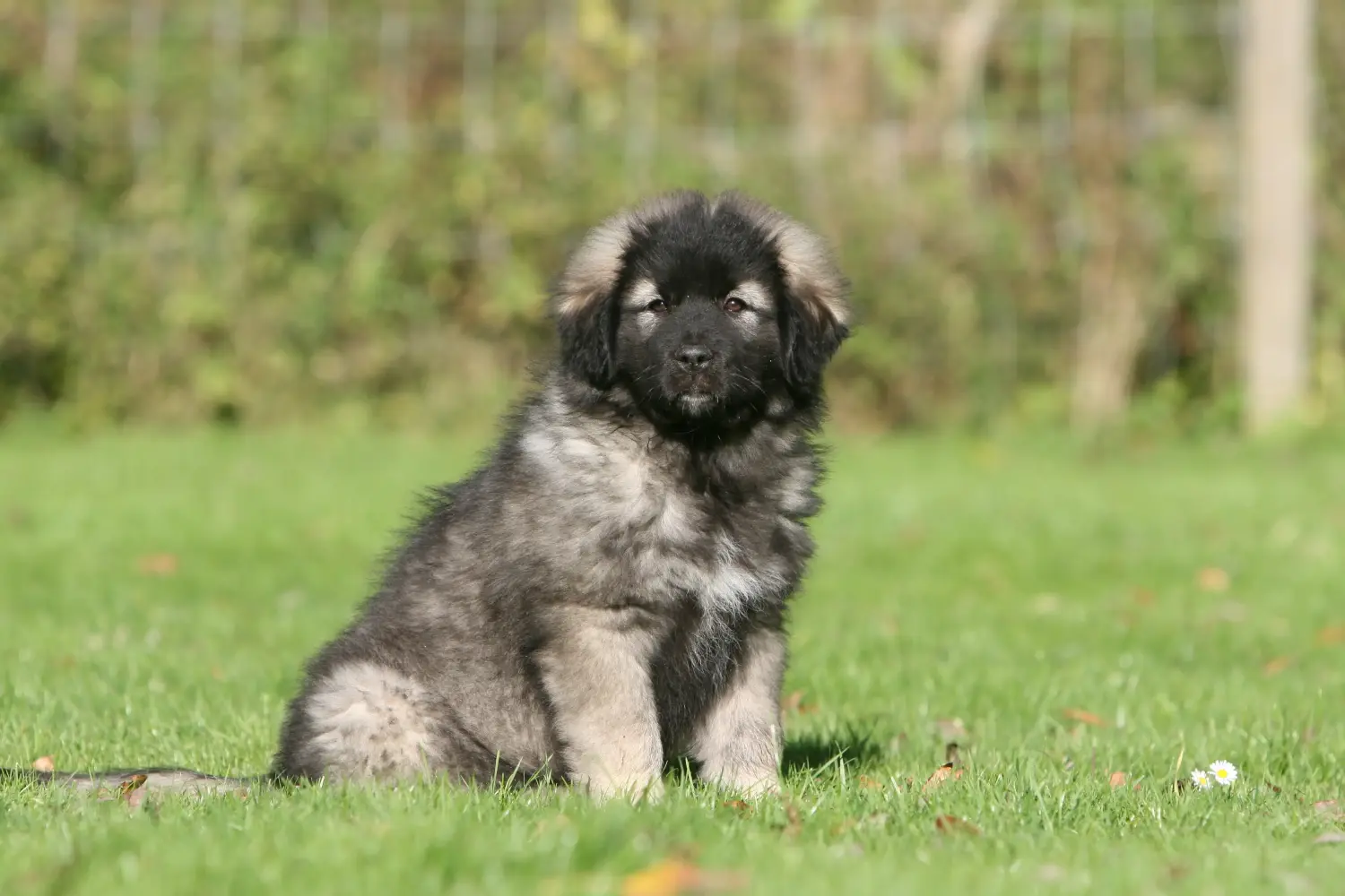 Acheter un chiot Šarplaninac, c'est prendre ses responsabilités ! Acheter des chiots Šarplaninac.