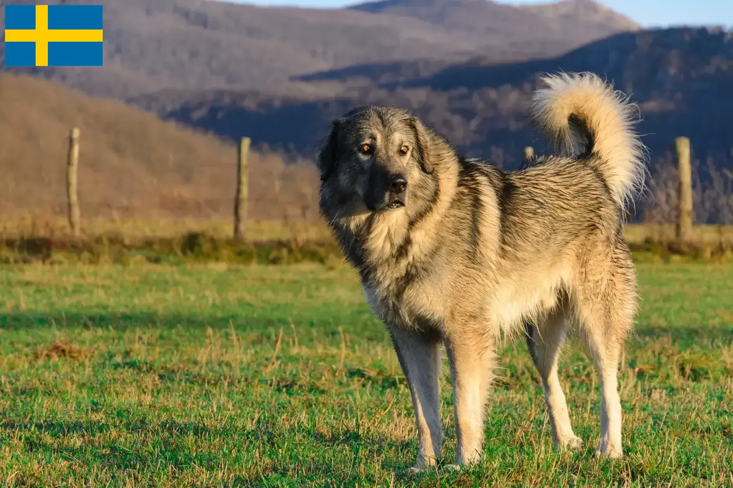 Šarplaninac Chiots et éleveurs Suède Ici, tu trouveras les éleveurs de Šarplaninac en Suède.
