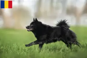 Lire la suite à propos de l’article Éleveurs de Schipperke et chiots en Roumanie