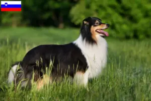 Lire la suite à propos de l’article Éleveurs de Sheltie et chiots en Slovénie