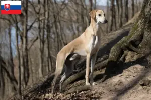 Lire la suite à propos de l’article Éleveurs de Sloughi et chiots en Slovaquie