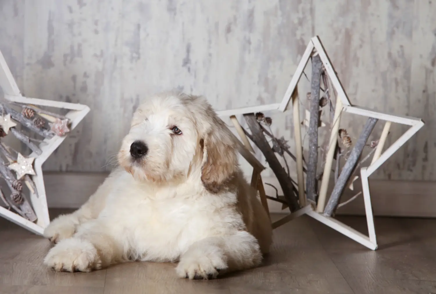 Acheter un chiot Ovtcharka de Russie méridionale, c'est prendre ses responsabilités ! Acheter des chiots Ovtcharka de Russie du Sud.