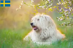 Lire la suite à propos de l’article Éleveurs d’Ovtcharka de Russie du Sud et chiots en Suède