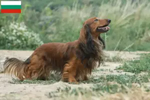Lire la suite à propos de l’article Éleveurs de teckels et chiots en Bulgarie