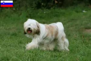 Lire la suite à propos de l’article Éleveurs de Terriers du Tibet et chiots en Slovénie