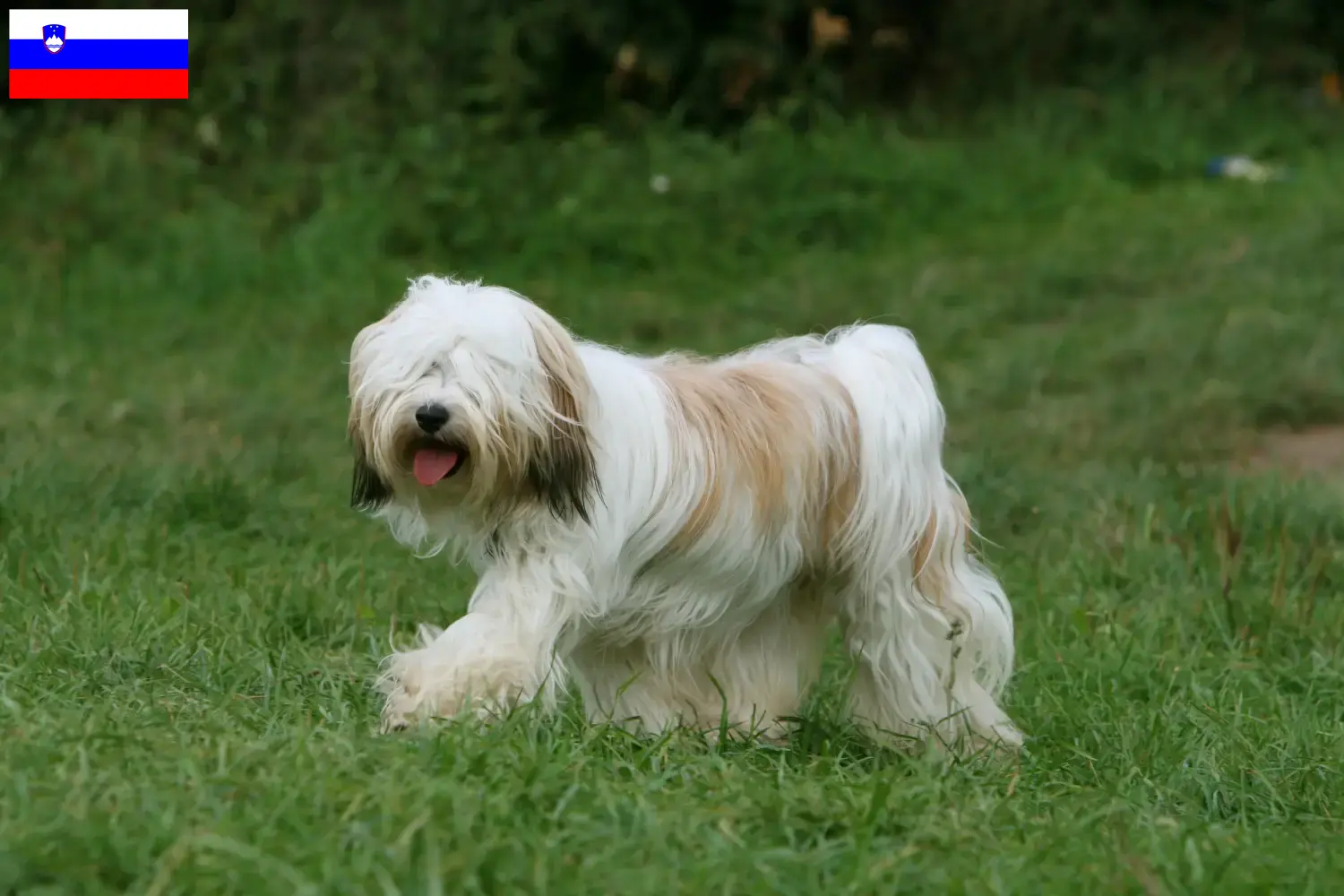 Terrier du Tibet chiots et éleveurs Slovénie Ici vous trouverez des éleveurs de Terriers du Tibet en Slovénie.