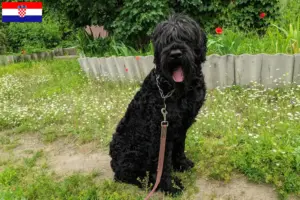 Lire la suite à propos de l’article Terrier noir russe éleveur et chiots en Croatie