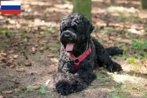 Lire la suite à propos de l’article Éleveurs de terriers noirs russes et chiots en Russie
