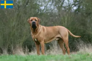 Lire la suite à propos de l’article Tosa éleveurs et chiots en Suède