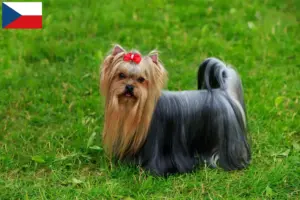 Lire la suite à propos de l’article Éleveurs de Yorkshire Terriers et chiots en République tchèque