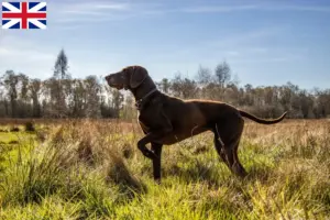 Lire la suite à propos de l’article Éleveurs et chiots de chiens allemands à poil court en Grande-Bretagne
