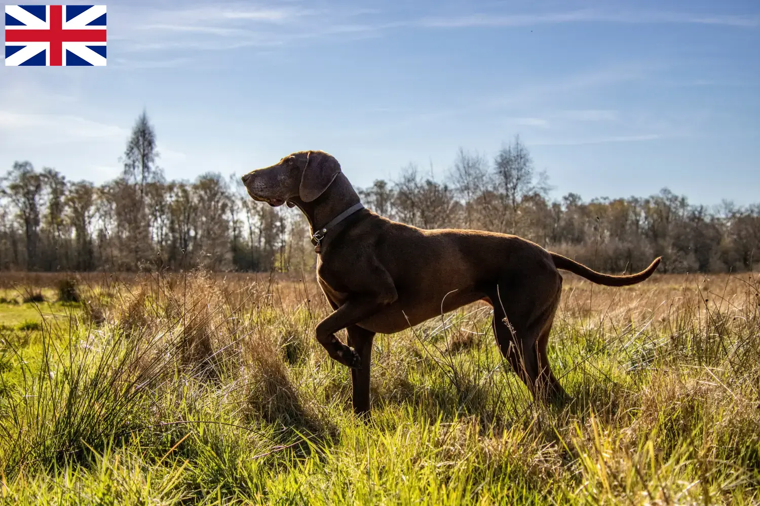 Chiots et éleveurs allemands à poil court Grande-Bretagne Ici, tu trouveras des éleveurs de chats à poil court allemands en Grande-Bretagne.